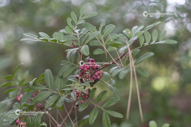 Flora e vegetazione del Salento: Il Lentisco - Corriere Salentino