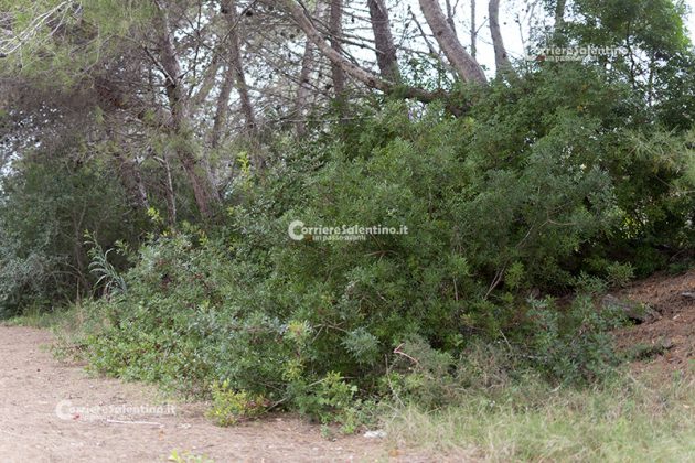 Flora e vegetazione del Salento: Il Lentisco - Corriere Salentino