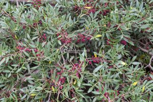 Flora e vegetazione del Salento: Il Lentisco - Corriere Salentino