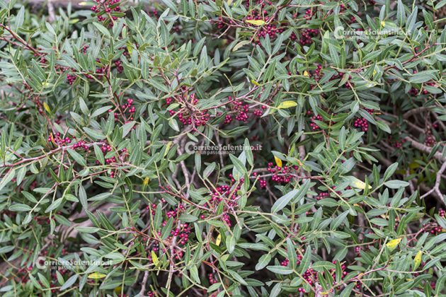 Flora e vegetazione del Salento: Il Lentisco - Corriere Salentino