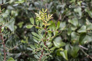 Flora e vegetazione del Salento: Il Lentisco - Corriere Salentino