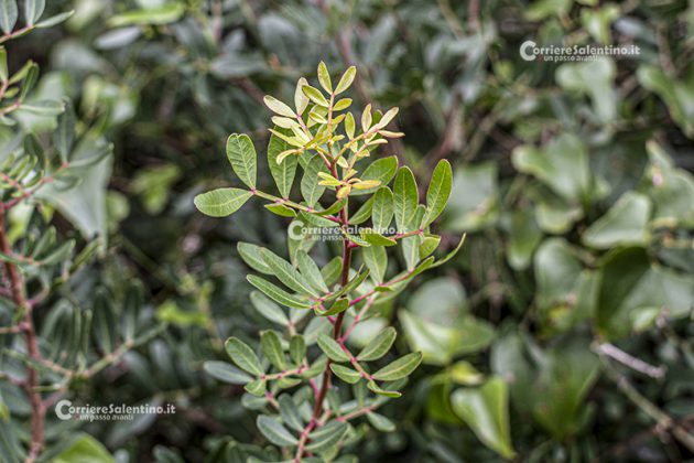 Flora e vegetazione del Salento: Il Lentisco - Corriere Salentino