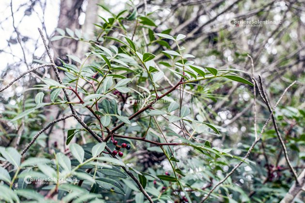Flora e vegetazione del Salento: Il Lentisco - Corriere Salentino
