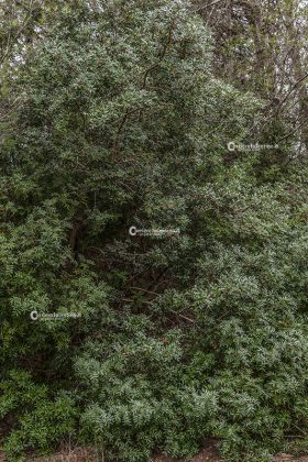 Flora e vegetazione del Salento: Il Lentisco - Corriere Salentino