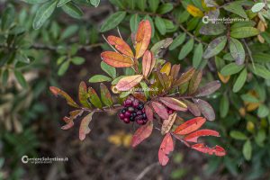 Flora e vegetazione del Salento: Il Lentisco - Corriere Salentino