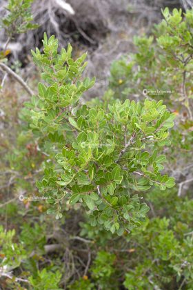 Flora e vegetazione del Salento: Il Lentisco - Corriere Salentino