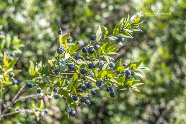 Flora e vegetazione del Salento: Il Mirto - Corriere Salentino
