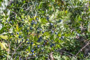 Flora e vegetazione del Salento: Il Mirto - Corriere Salentino