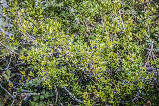 Flora e vegetazione del Salento: Il Mirto - Corriere Salentino