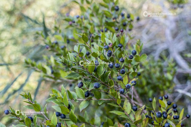 Flora e vegetazione del Salento: Il Mirto - Corriere Salentino