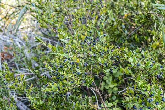 Flora e vegetazione del Salento: Il Mirto - Corriere Salentino