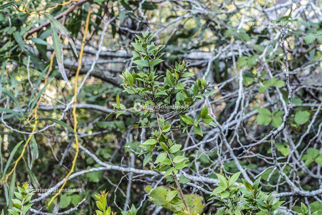 Flora e vegetazione del Salento: Il Mirto - Corriere Salentino