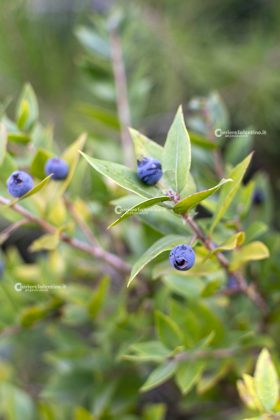 Flora e vegetazione del Salento: Il Mirto - Corriere Salentino