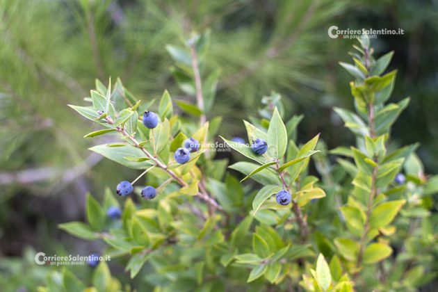 Flora e vegetazione del Salento: Il Mirto - Corriere Salentino