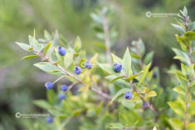 Flora e vegetazione del Salento: Il Mirto - Corriere Salentino