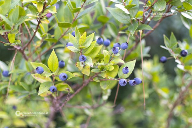 Flora e vegetazione del Salento: Il Mirto - Corriere Salentino