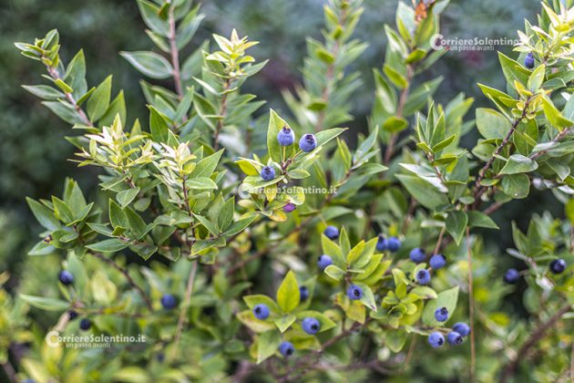 Flora e vegetazione del Salento: Il Mirto - Corriere Salentino