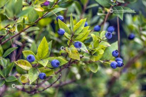 Flora e vegetazione del Salento: Il Mirto - Corriere Salentino