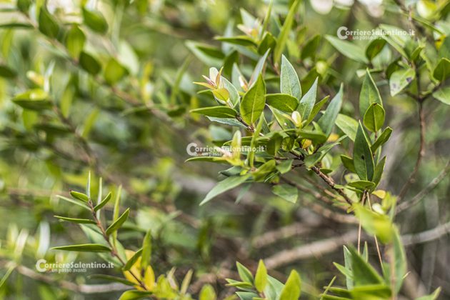 Flora e vegetazione del Salento: Il Mirto - Corriere Salentino