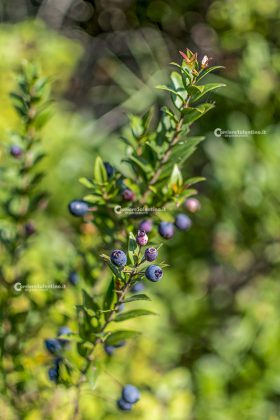 Flora e vegetazione del Salento: Il Mirto - Corriere Salentino