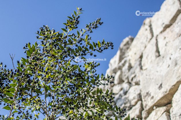 Flora e vegetazione del Salento: Il Mirto - Corriere Salentino