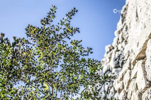Flora e vegetazione del Salento: Il Mirto - Corriere Salentino