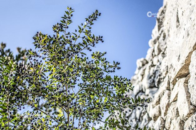 Flora e vegetazione del Salento: Il Mirto - Corriere Salentino