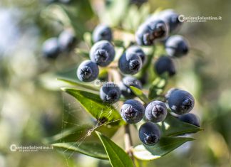 Flora e vegetazione del Salento: Il Mirto