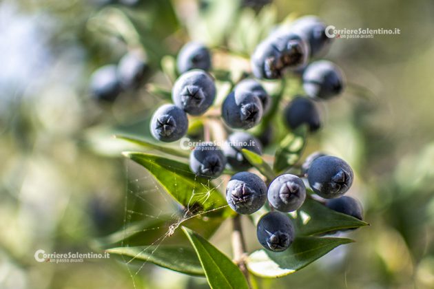 Flora e vegetazione del Salento: Il Mirto - Corriere Salentino