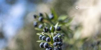 Home - Corriere Salentino