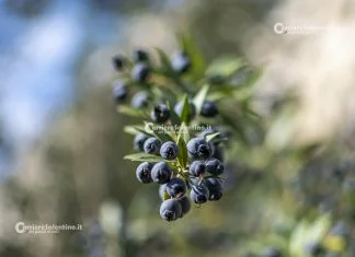 Eccellenze gastronomiche salentine: il mirto