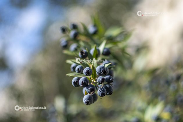 Flora e vegetazione del Salento: Il Mirto - Corriere Salentino