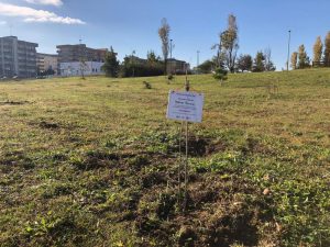 "Giornata dell’albero", nella città 100 nuovi alberi da domani - Corriere Salentino