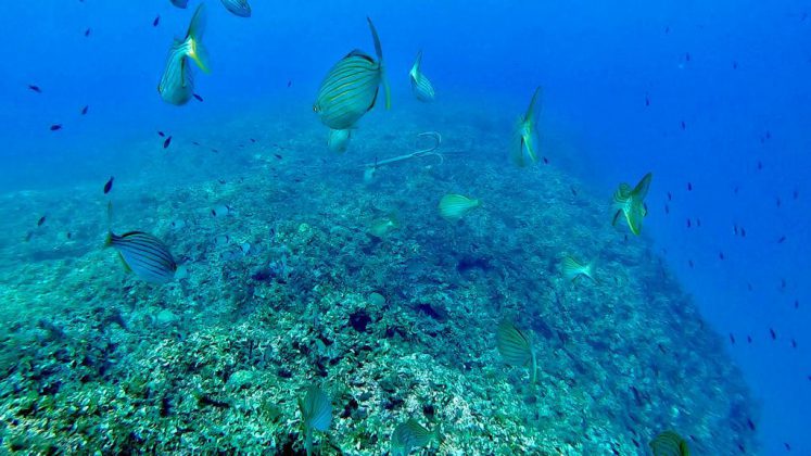 Nei mari del Salento: la salpa - Corriere Salentino