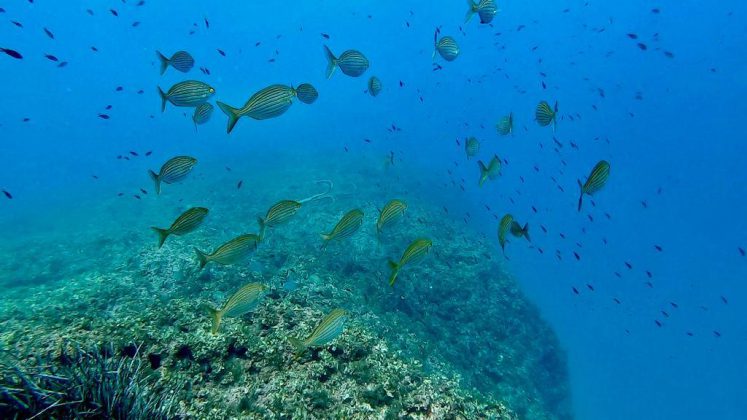 Nei mari del Salento: la salpa - Corriere Salentino