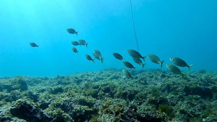 Nei mari del Salento: la salpa - Corriere Salentino