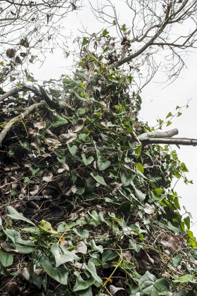 Flora e vegetazione del Salento: La Salsapariglia nostrana - Corriere Salentino