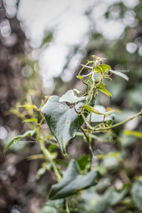 Flora e vegetazione del Salento: La Salsapariglia nostrana - Corriere Salentino