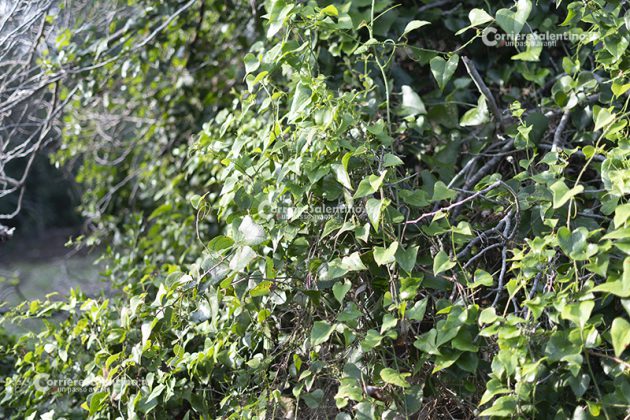 Flora e vegetazione del Salento: La Salsapariglia nostrana - Corriere Salentino