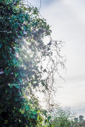 Flora e vegetazione del Salento: La Salsapariglia nostrana - Corriere Salentino