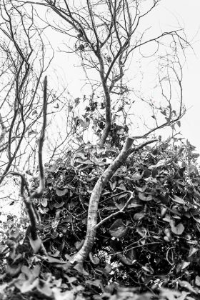 Flora e vegetazione del Salento: La Salsapariglia nostrana - Corriere Salentino