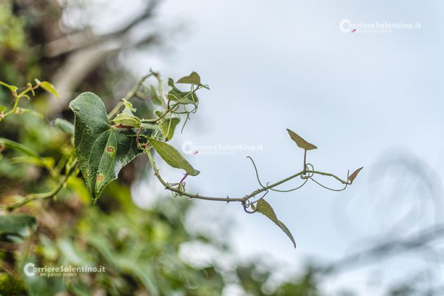 Flora e vegetazione del Salento: La Salsapariglia nostrana - Corriere Salentino