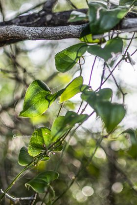 Flora e vegetazione del Salento: La Salsapariglia nostrana - Corriere Salentino