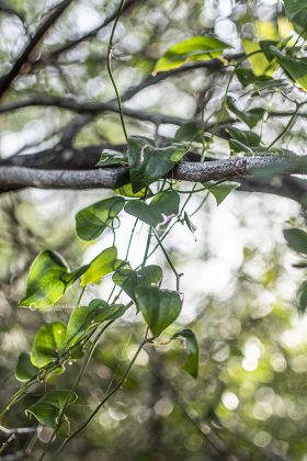Flora e vegetazione del Salento: La Salsapariglia nostrana - Corriere Salentino