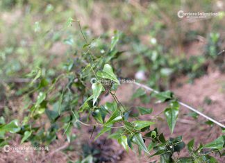 Flora e vegetazione del Salento: La Salsapariglia nostrana