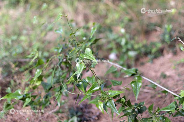 Flora e vegetazione del Salento: La Salsapariglia nostrana - Corriere Salentino
