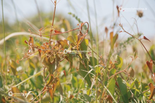 Flora e vegetazione del Salento: La Salsapariglia nostrana - Corriere Salentino