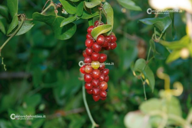 Flora e vegetazione del Salento: La Salsapariglia nostrana - Corriere Salentino