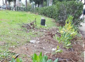 Surbo: l’amministrazione comunale celebra la Giornata dell’Albero promossa da Legambiente con una piantumazione