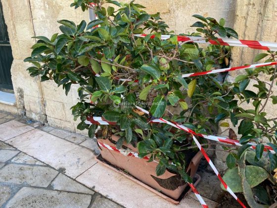 Ubriaco al volante, semina il panico in centro: sfascia auto, fioriere e poi si scaglia contro la polizia - Corriere Salentino